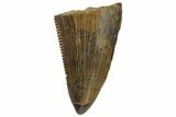 Serrated, Tyrannosaur Tooth Tip - Judith River Formation #144835-1